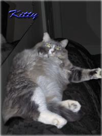 http://ss143.k12.sd.us/Class/Masters/1_LT731/kitty.gif